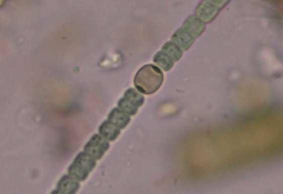 Sinice speciální buňky arthrocyty (akinety) trvalé odpočívající tlustostěnné buňky