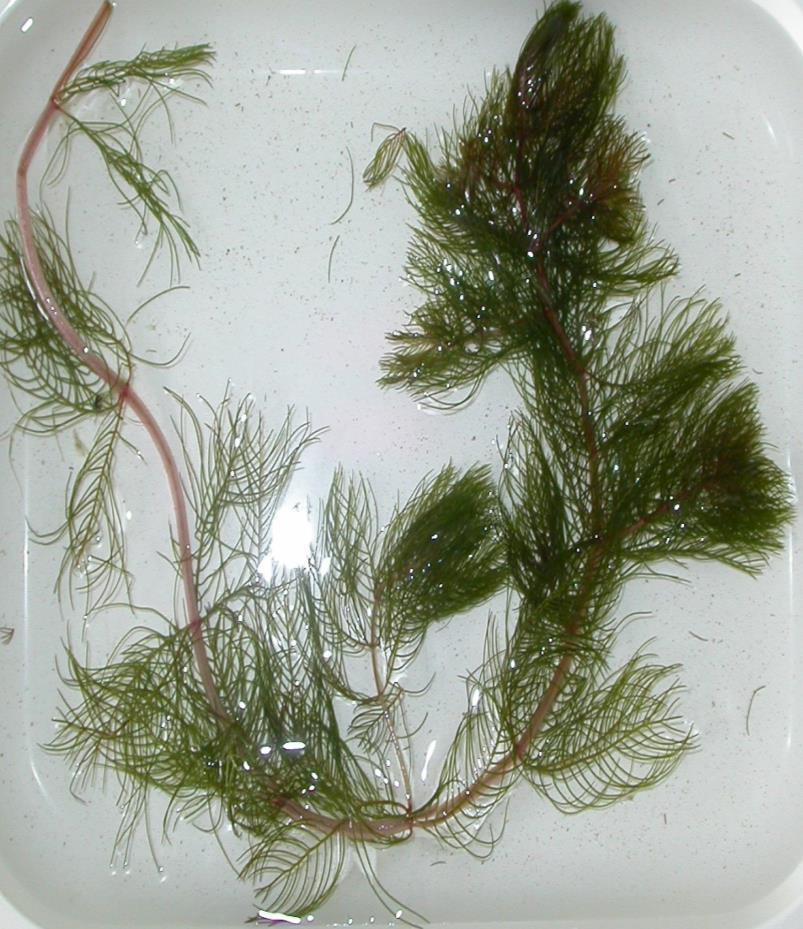 3) Co je na obrázku? Nález z rekreační nádrže v Plzeňském kraji. Odpověď: Jedná se o sladkovodní vyšší rostlinu stolístek (Myriophyllum).