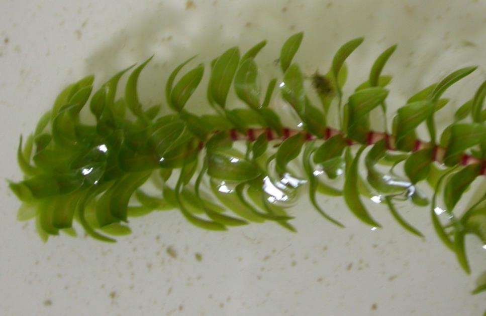 Poznámka: Jedná se o snímky rostlin odebraných na Velkém Boleveckém rybníku v létě v roce 2015.