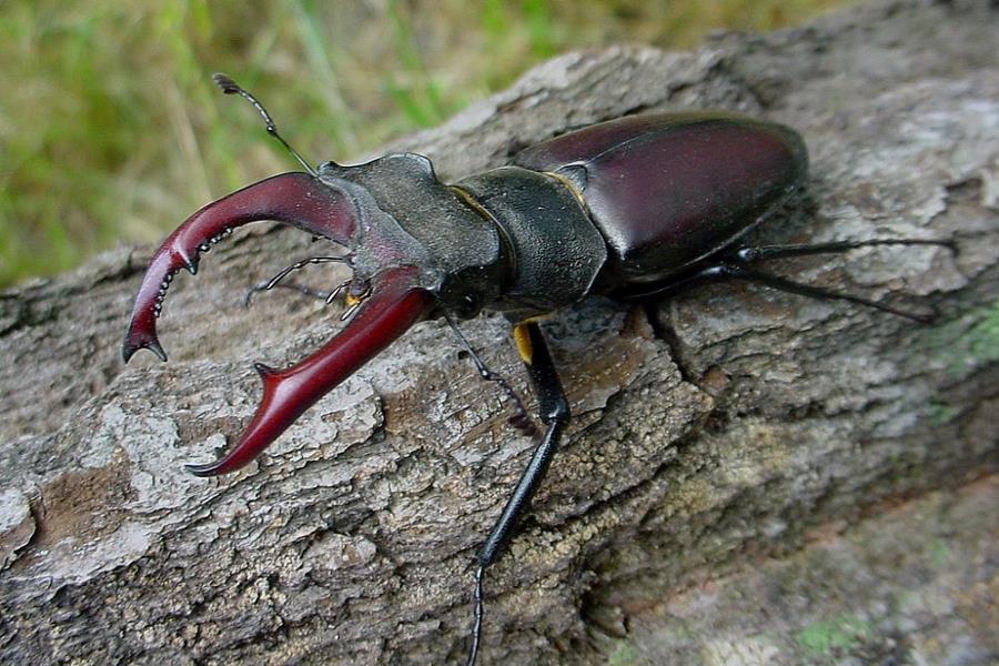 obecný Lucanus