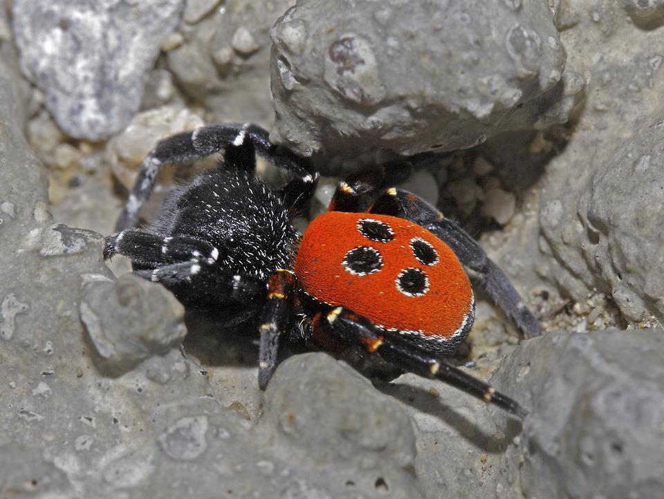Plecotus