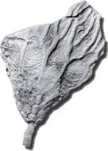 Cardiola