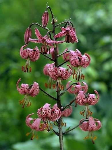 Anthericum