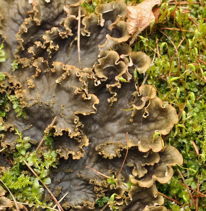 karpatský endemit modranka karpatská (Bielzia coerulans). Foto J.