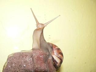 šnekyachatina fulica. 15.11.