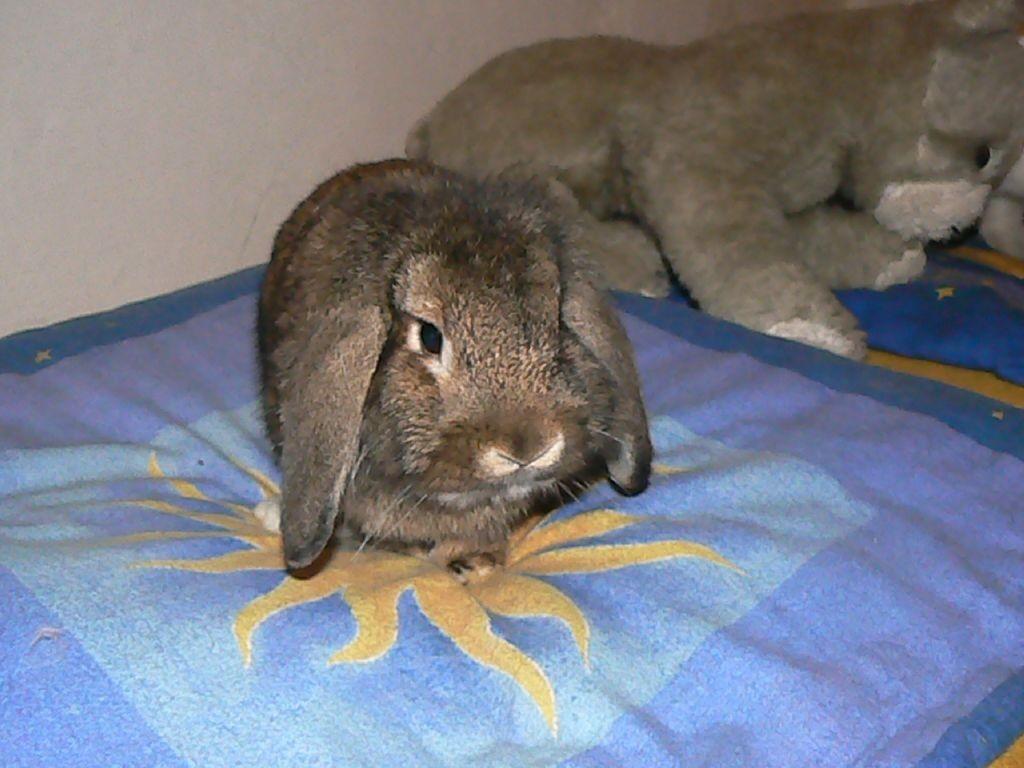 Tento měsíc je opravdu obzvlášť plodný na zvířátka. 9. 4. 2006 si jedeme pro jehňátko ke stejným chovatelům, od kterých jsme si přivezly Fidorku.
