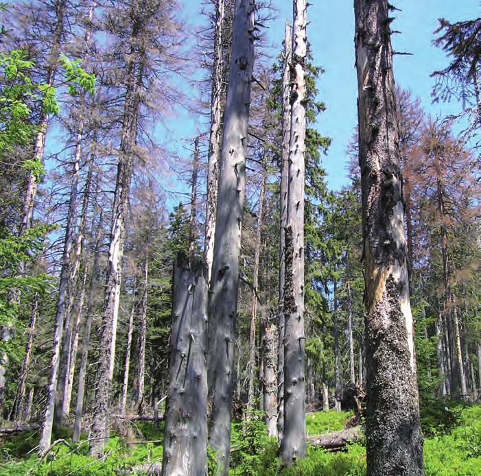 Obrázok 1 Smrekový porast s ohniskom pasívnych chrobačiarov robačiar je strom, ktorý je obsade- alebo bol obsadený podkôrnym CHný hmyzom niektorým z jeho vývojových štádií.