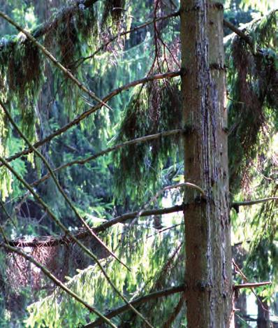 Obrázok 4 Chrobačiar lykožrúta smrečinového a severského Ronenie živice Ide o prirodzenú reakciu stromu. Tento príznak poukazuje na: 1.