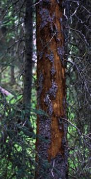 Otesávanie kôry vtákmi Prítomnosť podkôrneho hmyzu môže naznačovať aj aktivita hmyzožravého vtáctva, najmä ďatľotvarých druhov, ktoré sú schopné nájsť pod kôrou larvy aj