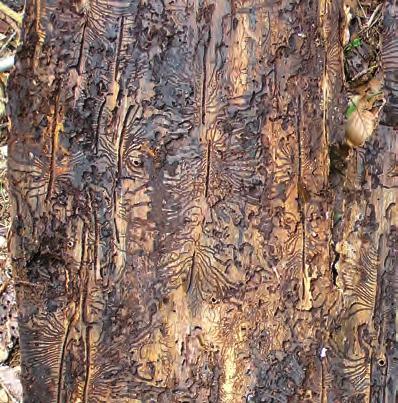 Urýchlená asanácia aktívnych chrobačiarov a zvýšená kontrola okolitých potenciálnych chrobačiarov je nevyhnutná pre ochranu zdravých stromov.