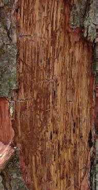 Samička pri zakladaní materskej chodby drvinu na kmeni nevytvára a po dokončení požerku ostane v ňom otočená zadočkom k závrtovému otvoru a hynie (obrázok 24).