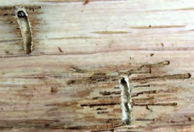 Identifikácia dubových chrobačiarov v porastoch je pomerne jednoduchá.
