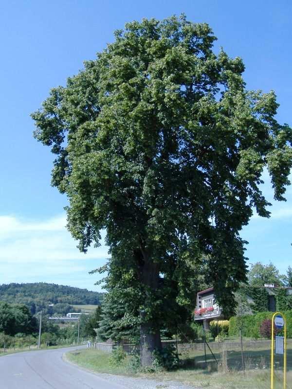 Stáří 4A Dendrometrické veličiny POPIS Výška stromu (m) d max Výčetní tloušťka (cm) d min 512 294 1 124 398 Obvod (cm) d 19 >100 94 110 345 Nasaz.