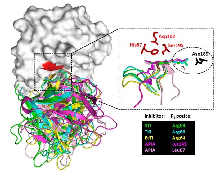 Obr. 3. Jednotný mechanismus interakce trypsinu s reaktivními místy Kunitzových inhibitorů. Molekula trypsinu je znázorněna šedě jako povrchový model, katalytické zbytky jsou zvýrazněny červeně.
