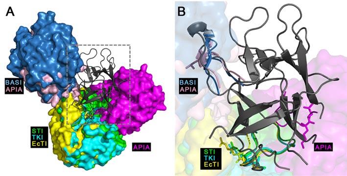 Obr. 4. Reaktivní místa Kunitzových inhibitorů pro interakci s proteasami mají rozdílnou topologii. (A) Superpozice prostorových struktur komplexů Kunitzových inhibitorů se serinovými proteasami.