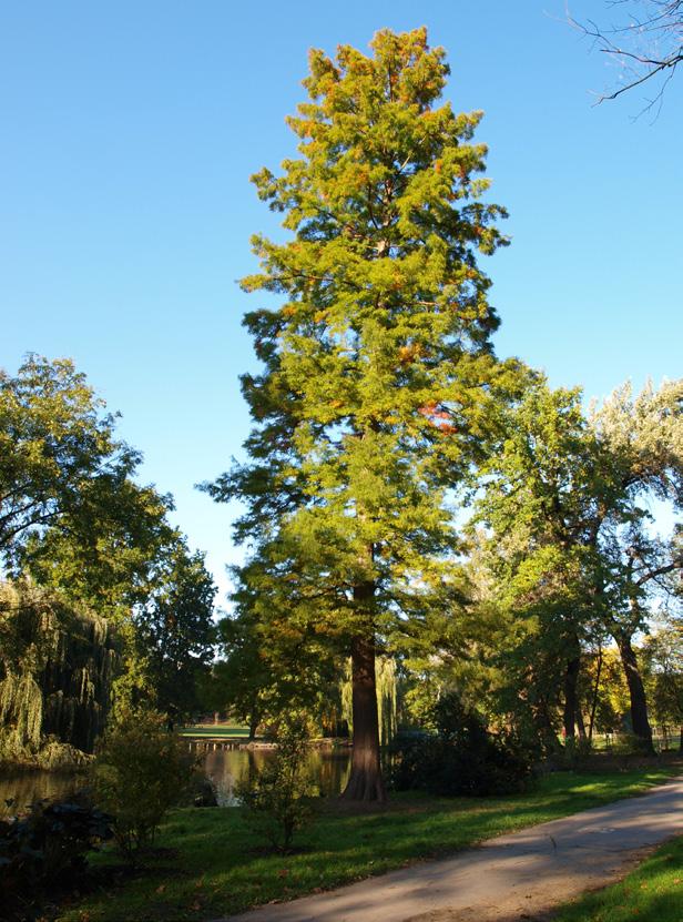 Tisovec dvouřadý Taxodium distichum Topol chlupatý Populus lasiocarpa 11 12 17 18 Jehlice v