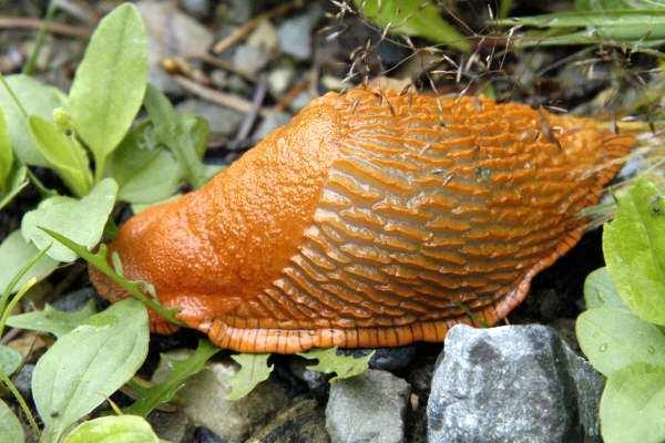 2.1.6 Čeleď: Arionidae (Plzákovití) Arion rufus (A.