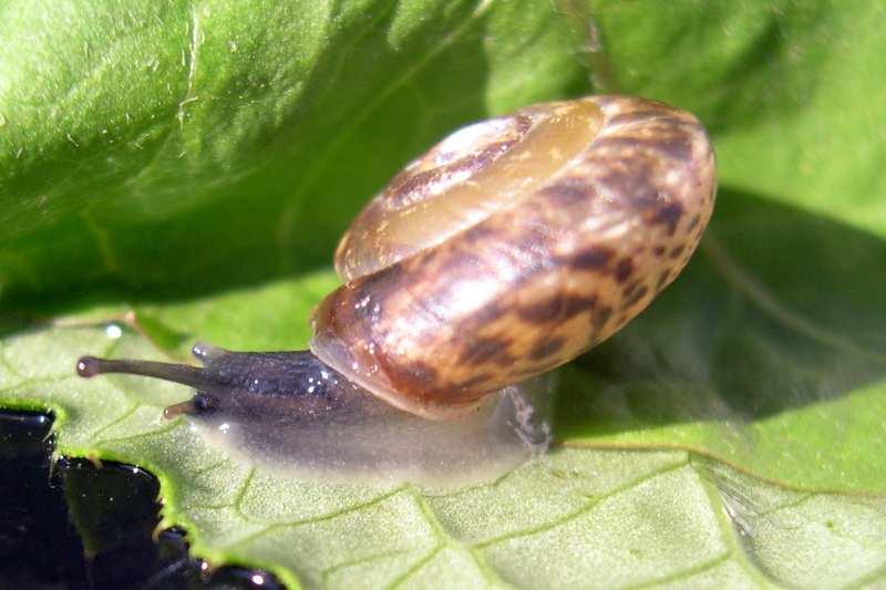 2.1.11 Čeleď: Hygromiidae Urticicola umbrosa (Vlahovka stinná) Ulita: stlačeně okrouhlá, tenkostěnná, křehká a průsvitná. Povrch nepravidelně zrnitý. Skvrnitý plášť zřetelně prosvítá.