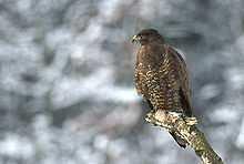 Obr. 1 Morfologický popis ptačího těla 1.1 Řád: Dravci (Falconiformes) Mezi dravce patří jak malí ptáci velikosti kosa, tak i velcí ptáci s rozpětím křídel přes 2 metry.