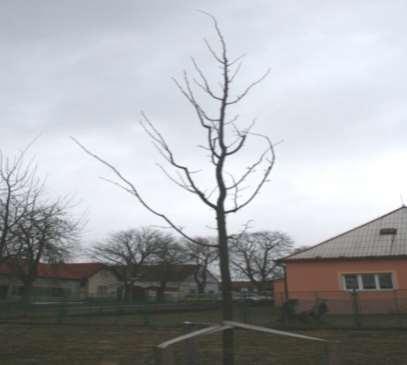 řez při výsadbě (komparativní řez) Při výsadbě stromů dochází vždy k poškození kořenového systému.