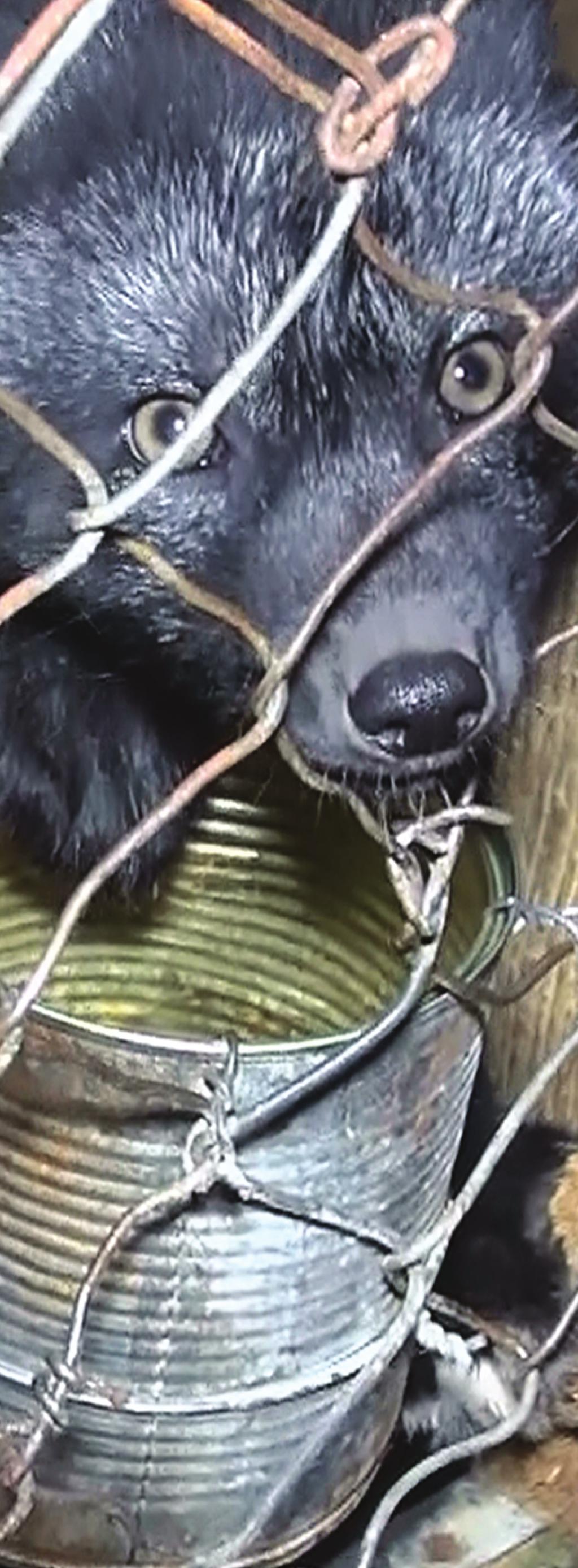 BŘEZEN ZVEŘEJNĚNÍ ZÁBĚRŮ ZE ZABÍJENÍ KOŽEŠINOVÝCH ZVÍŘAT V březnu jsme zveřejnili unikátní záběry ze zabíjení lišek a norků na českých kožešinových farmách.