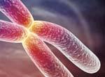 jadre bunky, tvorený bielkovinami a nukleovými kyselinami DNA: špirálová dvojzávitnica, riadi biologické
