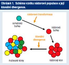choroby prežívanie po HG transformácii < 1 rok kritériá