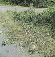Co se týká lesoparku Hrabák, byli jsme z kapacitních důvodů nuceni přistoupit ke strojovému prořezu podél cest v lesoparku.