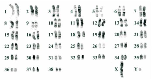 3.1.4. Mitoza Dalším typem buněčného dělení je mitóza, skládající se ze čtyř fází: profáze, metafáze, anafáze a telofáze [18].