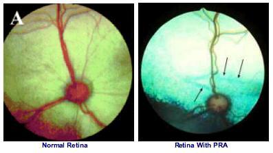 3.6.5. X- vázaná progresivní atrofie (XLPRA: X- Linked Progressive Retinal Atrophy) Příznaky: PRA je nemoc spočívající v degeneraci světločivých buněk sítnice.