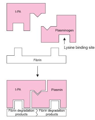 Úvod Aktivátory plasminogenu z poraněné cévy jej konvertují na plasmin Plasmin se váže na fibrin pomocí