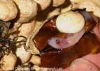 žloutková placenta Carcharhinidae, Sphyrnidae analogické savcům!