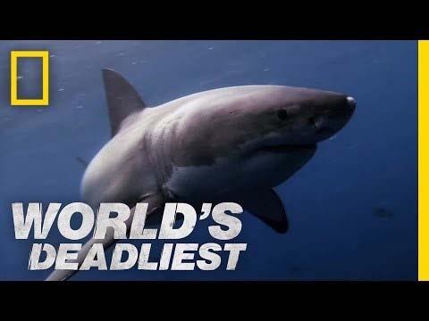Migrace žraloka bílého Výčet a ukázky základních druhů viz cvičení ZDROJE Gaisler, Zima: Zoologie Obratlovců, Academia (2007) Nelson: Fishes of the world (2016) Roček: Historie obratlovců, Academia