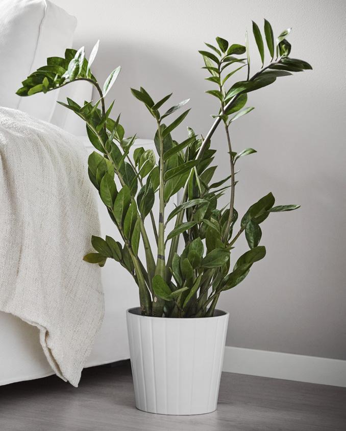 Sofia je skúsená kvetinárka, ktorá v IKEA pracuje s kvetmi a rastlinami. Tie ju nikdy neprestávajú fascinovať. Zamioculcas je odolná rastlina, ktorá prežije aj s málom slnečného svetla.