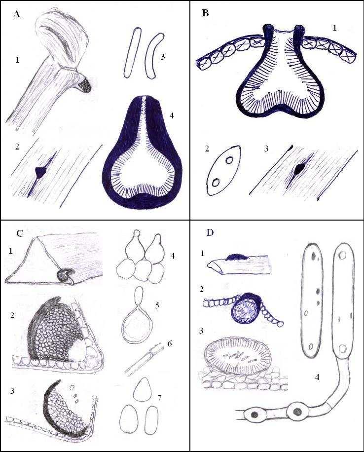 Obr. 9: Příloha č. 9.1.1. A. Fusicoccum sp., 1, 2 - vzhled na jehlici, 3 konidie, 4 řez pyknidou. B. N1, 1 řez pyknidou, 2 konidie, 3 vzhled na jehlici. C.