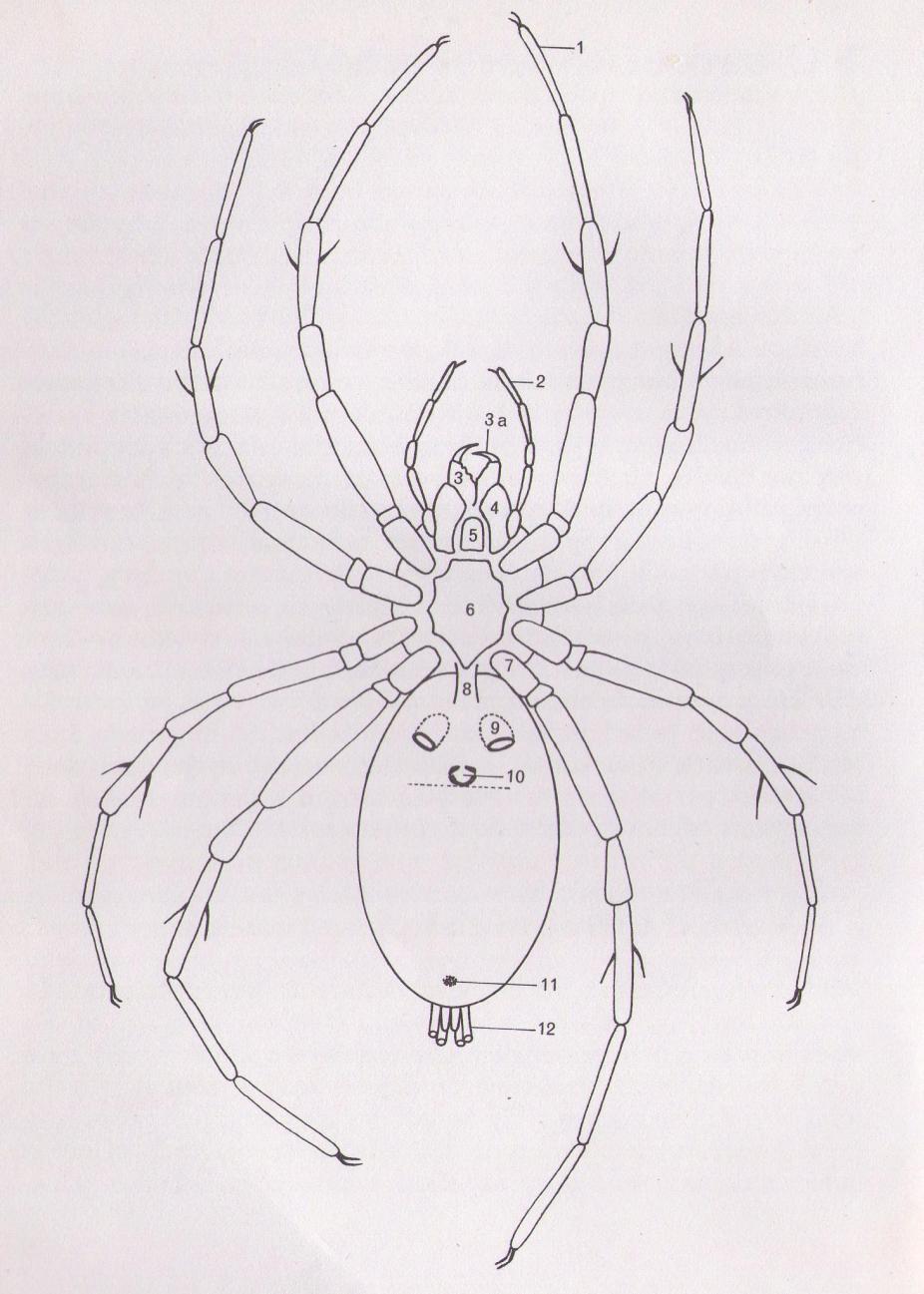 10.2 Anatomická příloha Obr. 8: Orgány pozorovatelné na břišní straně pavouka (podle Buchar a Kůrka 1998, upraveno) 1 - tarzální článek nohy 1.