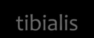 tibialis