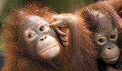 Borneo je sice hůře dostupné, ale dovolená zde nabízí národní parky, stanice pro záchranu orangutanů, klidné pláže, domorodou kulturu, moderní města i nedotčené kouty přírody.