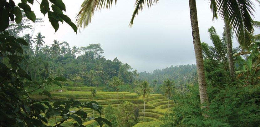 Bali Bali Bali je jediným nemuslimským ostrovem v Indonésii. Hlavním náboženstvím je balinéský hinduismus spojující hinduismus s uctíváním místních bohů.