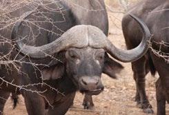 Odpolední safari po čaji o třetí. Zastávka na západ slunce v buši a následná večeře pod hvězdami. Pobyt v NP Kruger, ranní a odpolední safari aktivity.