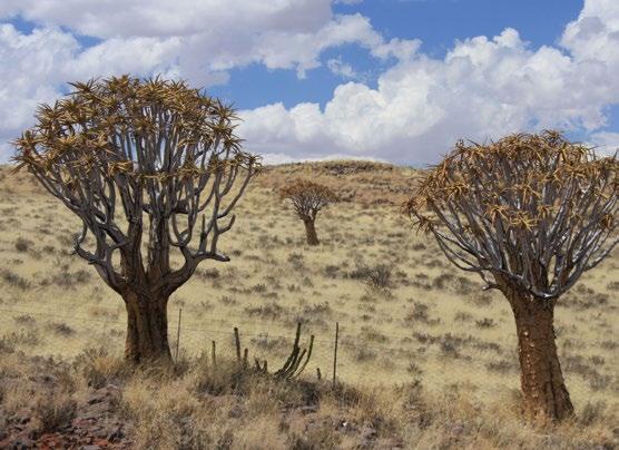AFRIKA SAFARI Namibie Cestovat Namibií je možné s půjčeným autem, nebo s privátním řidičem v jeepu.