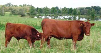 Milan Šebelka na své farmě Farma Rančice (foto: Jana Řehořová) a chov koní s moïností ustájení koní majitelûm z mûsta.