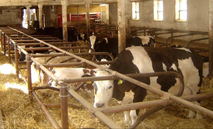 Rostlinná výroba je zaměřena na pěstování krmných plodin. Z pícnin je to především vojtěška, jetel, kukuřice na siláž, z luskovin hrách, z obilovin ječmen, oves, pšenice, kukuřice na zrno.