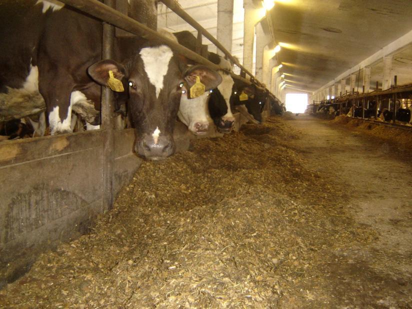 zřejmé, že směsná krmná dávka byla dobře zamíchána a struktura krmné dávky byla totožná jak na začátku krmného stolu, tak i na jeho konci.