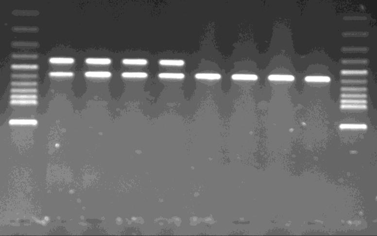 10 μl PCR produktu (s pipetou je třeba manipulovat opatrně, ať neprotrhnete gel) 4. zapojte elektroforetickou vanu do zdroje a pusťte elektrický proud při konstantním napětí 120 V po dobu 30 minut 5.