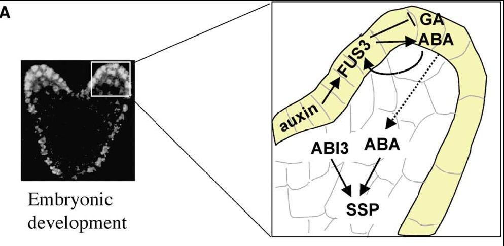 17 Interakce FUS3, ABI3 a hormonů během embryonického vývoje Exprese FUS3 v epidermis je závislá na gradiendu auxinu FUS3 inhibuje funkce zprostředkované gibereliny => inhibice