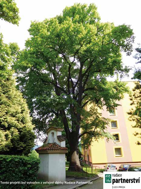 Lípa U Zvoničky, Neštěmice 4.3.