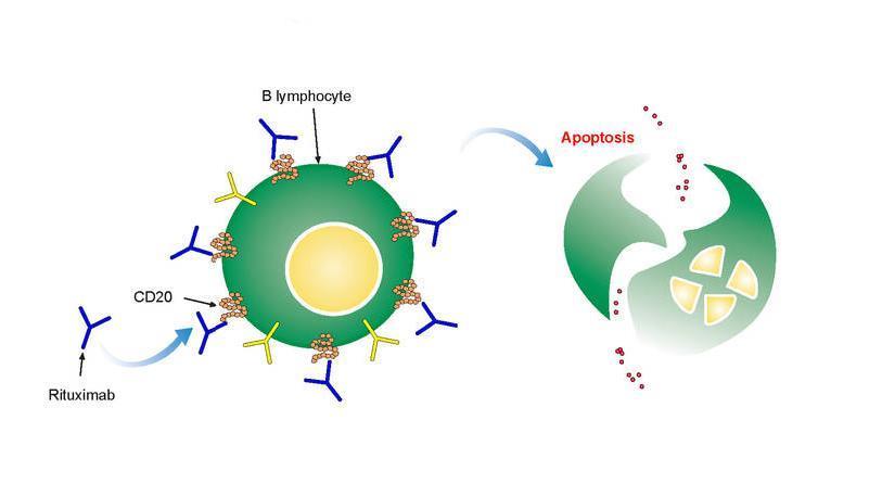Příklady: Anti T terapie monoklonální protilátky proti CD 3, CD 4, CD 52, CD 25 (basiliximab) orgánové