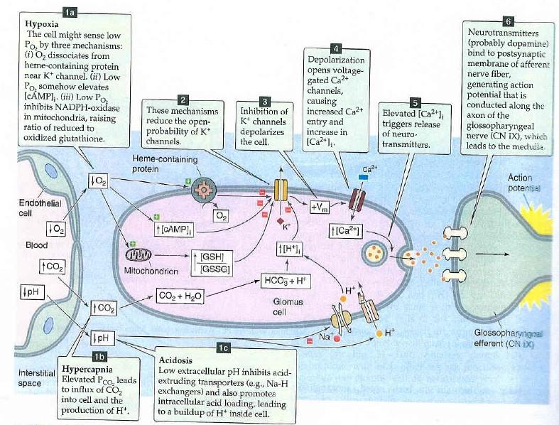 Boron et al.
