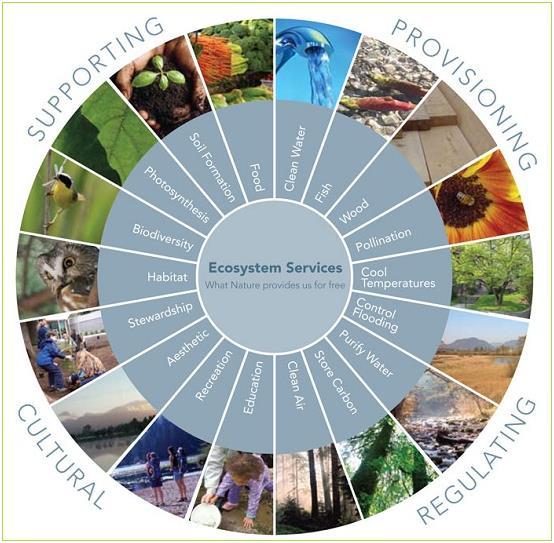 regulační ekosystémové služby kulturní ekosystémové služby podpůrné ekosystémové